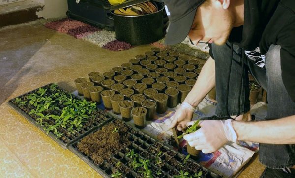 Как вырастить иван-чай –подробная инструкция для садоводов